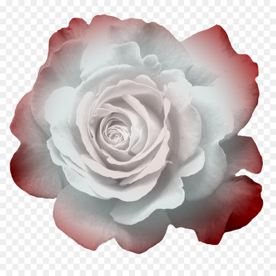 Rosa Rosa，Rosa PNG