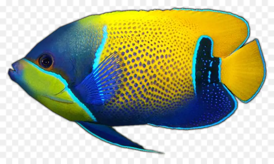 Peixe Colorido，Aquático PNG