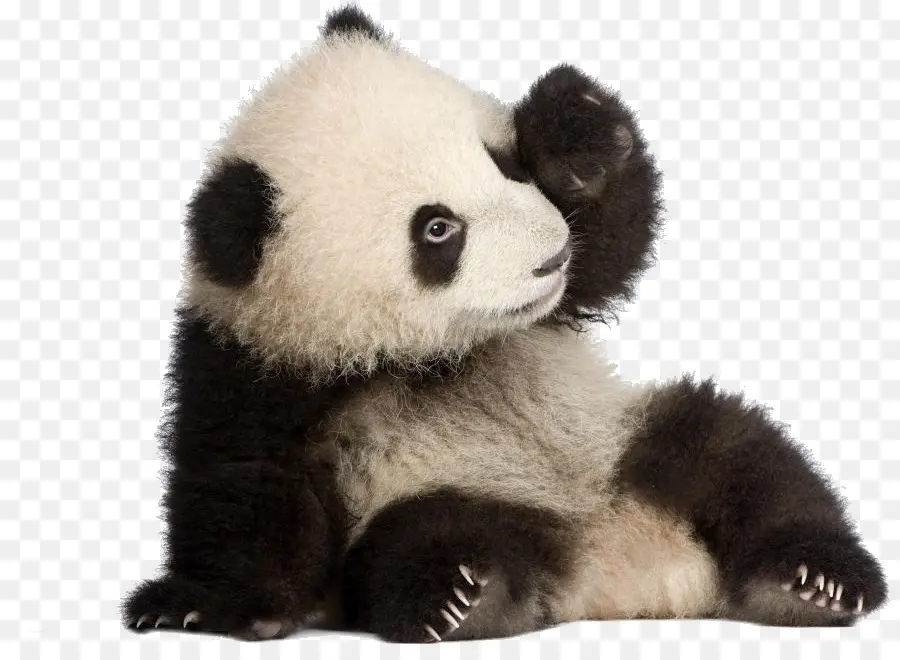 Panda，Urso PNG