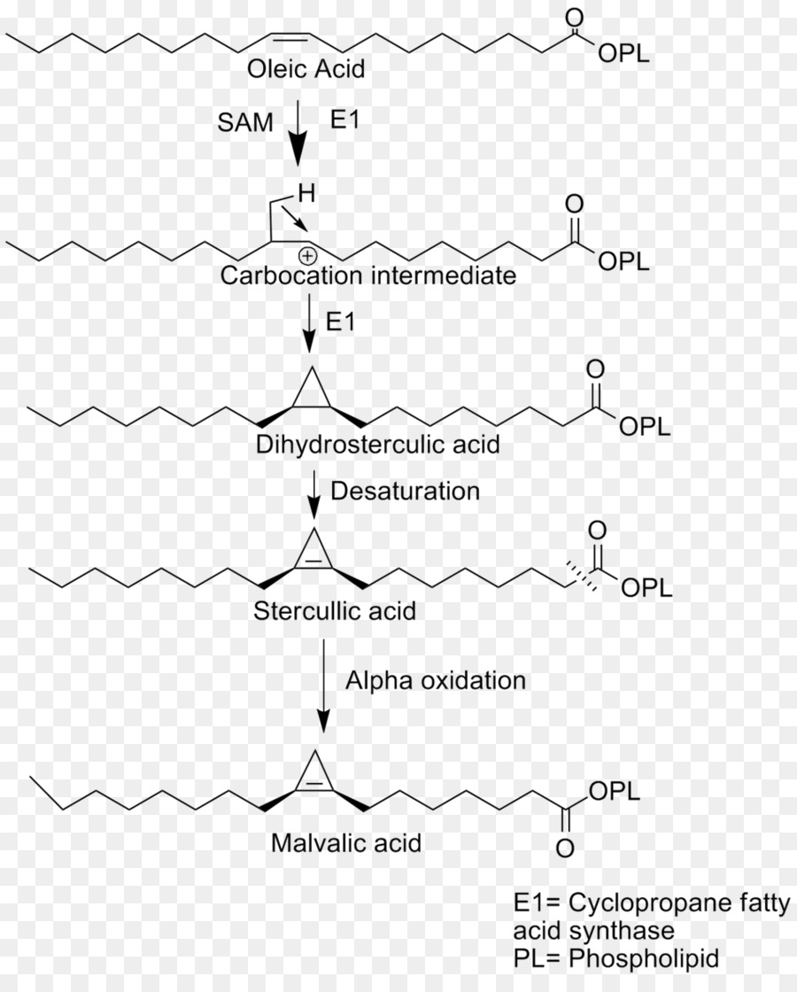Malvalic ácido，ácido Graxo PNG