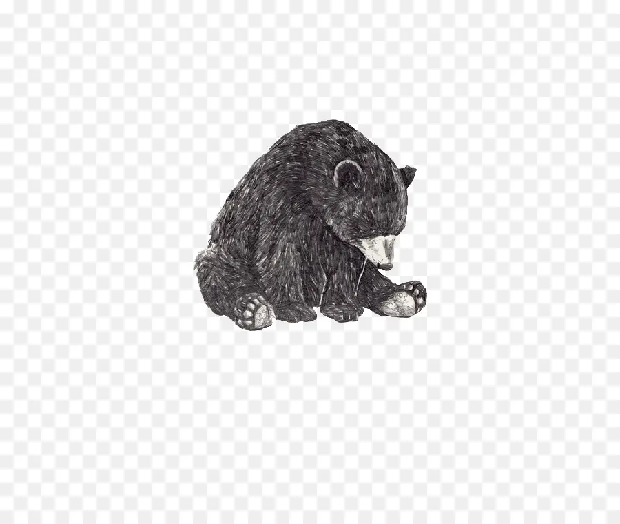 Americano Urso Preto，Urso PNG