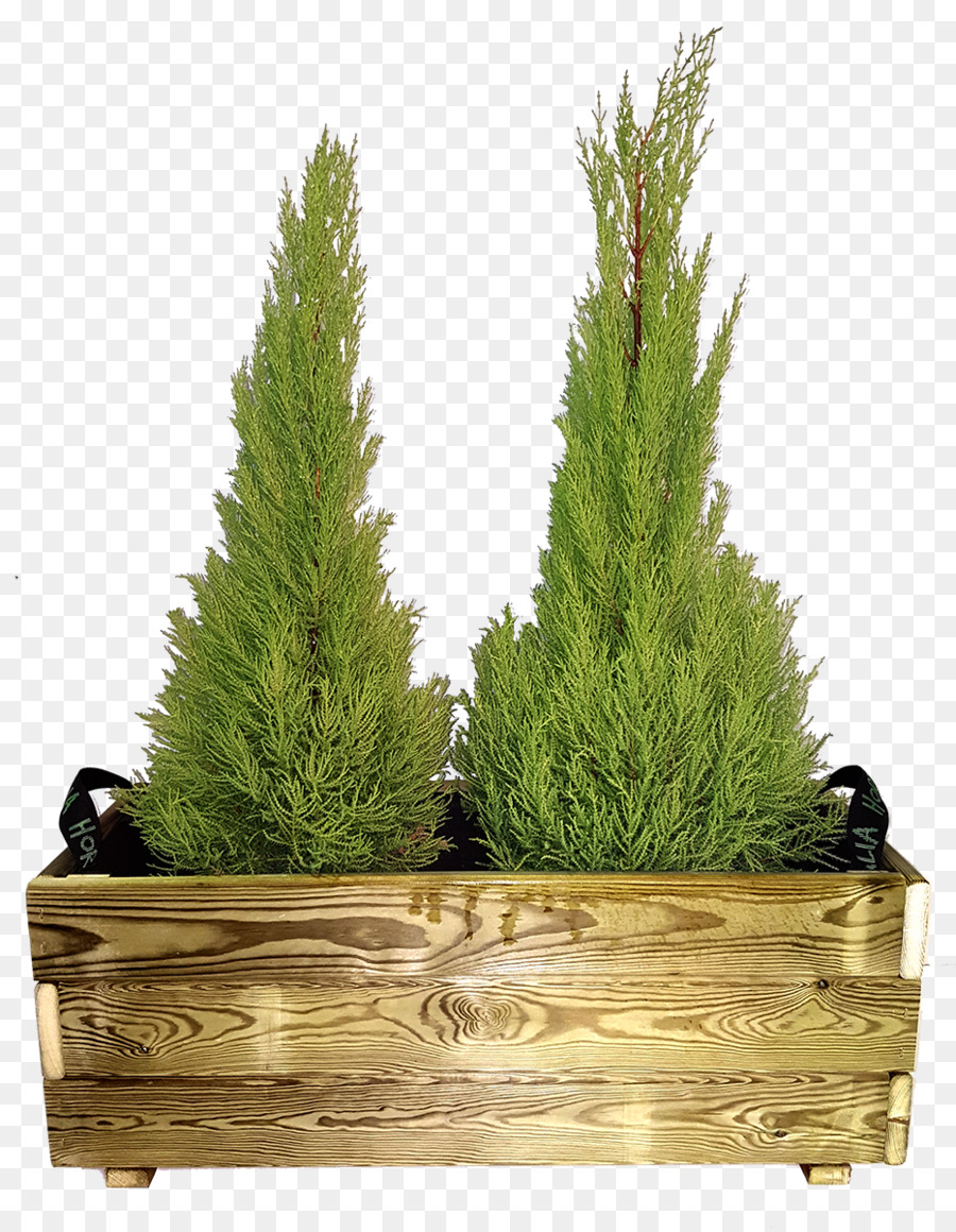 Enfeitar，Larch PNG