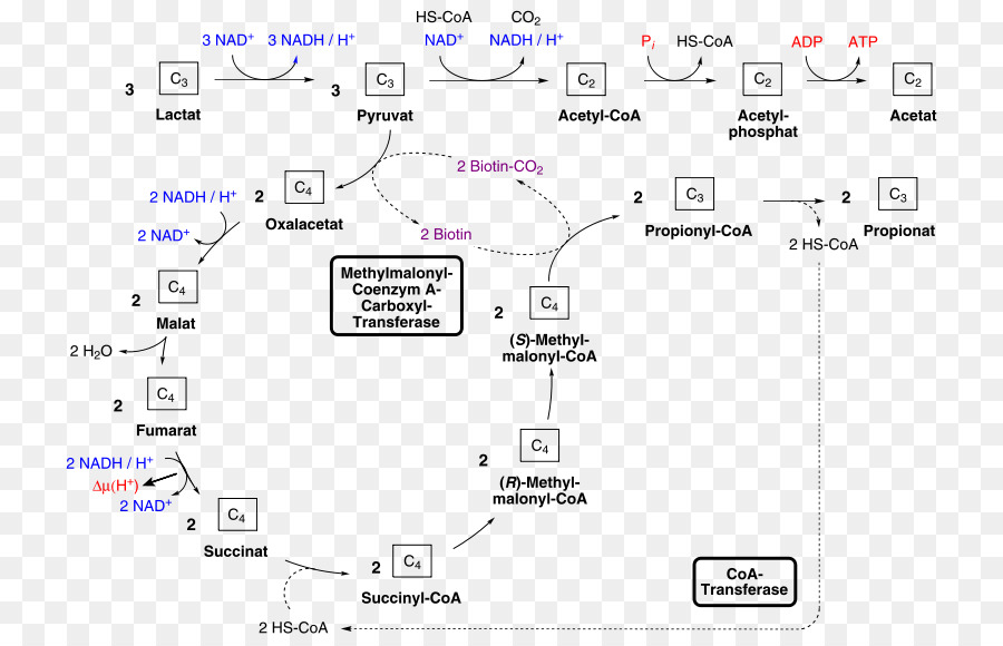 Caminho Bioquímico，Metabolismo PNG