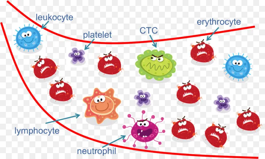 Células Sanguíneas，Leucócito PNG