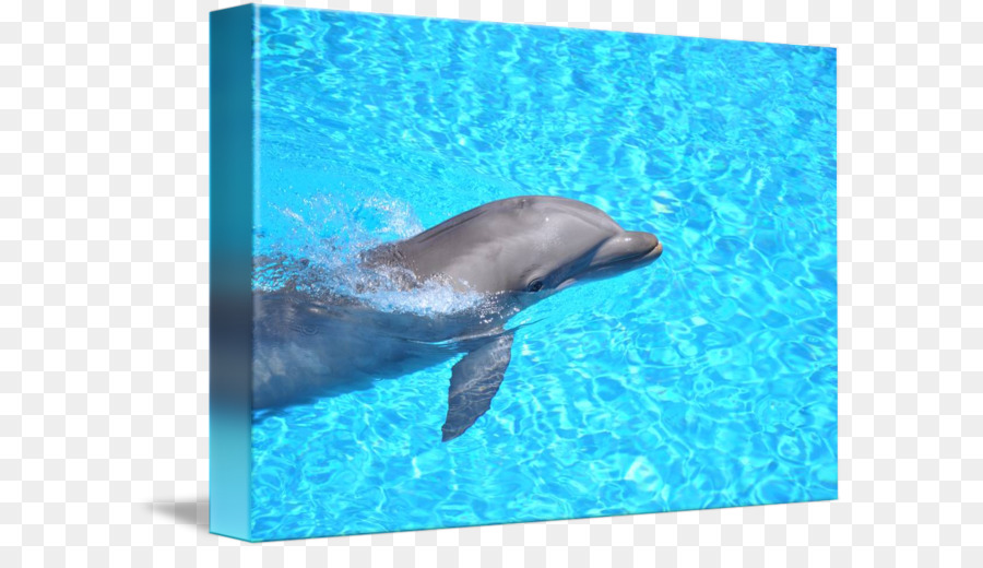 Golfinho Comum，Wholphin PNG