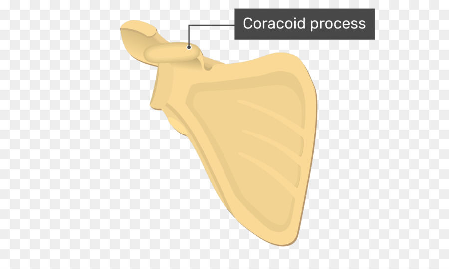 Processo Coracóide，Osso PNG