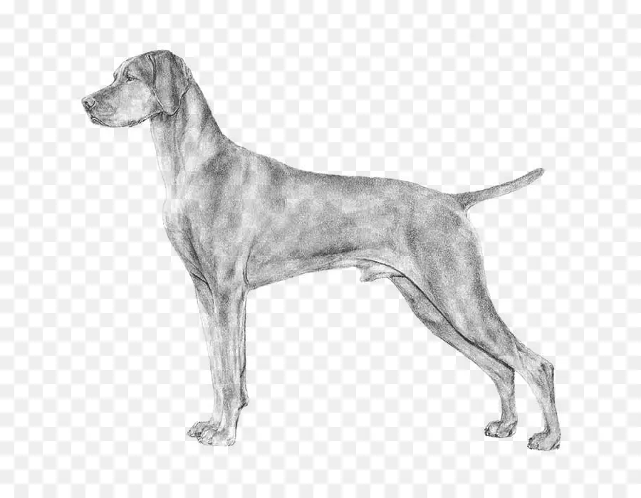 Weimaraner，Vizsla PNG