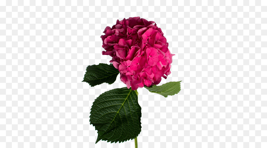 Flor Rosa，Flor PNG