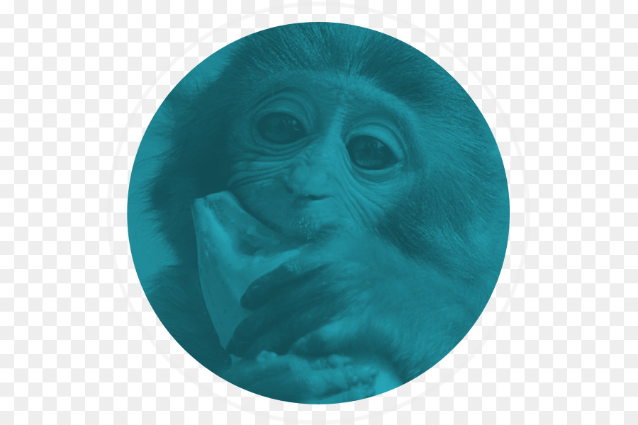 Gorila，Macaco PNG