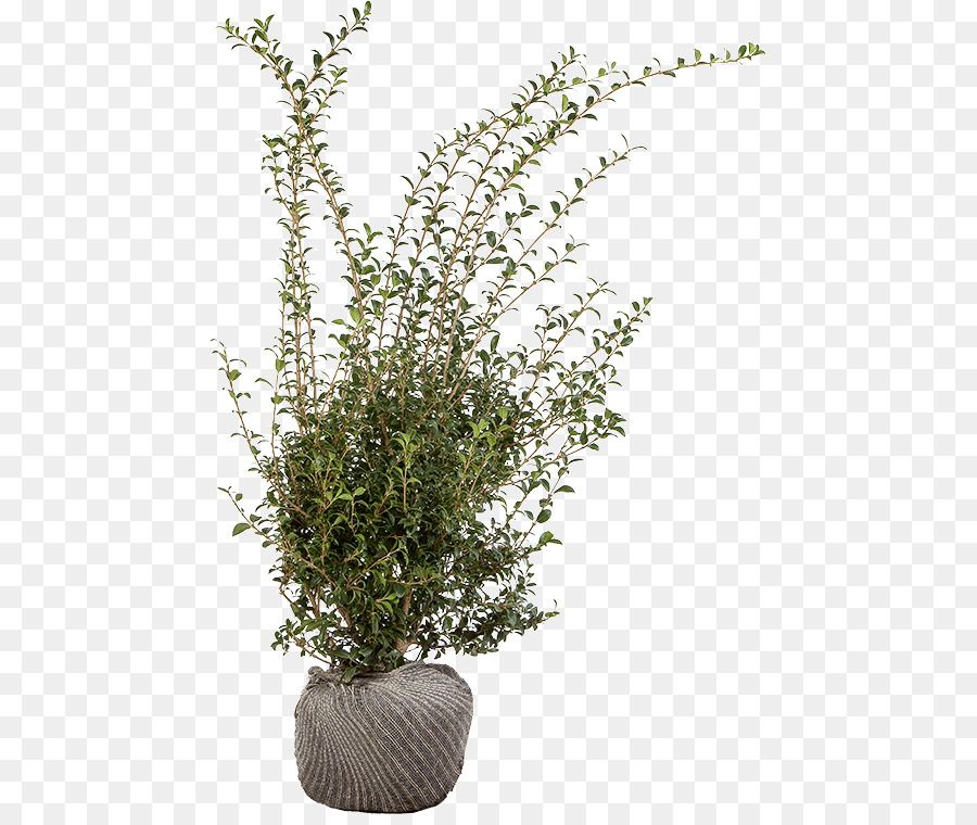 Flowerpot，Planta De Casa PNG