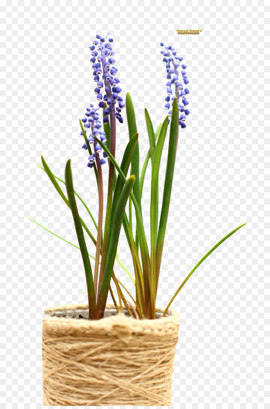 Flowerpot，Regadores PNG