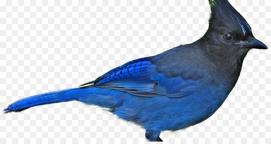 Pássaro Azul，Penas PNG