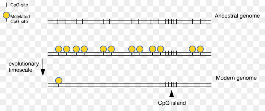 Cpg Site，Cpg Ilha PNG