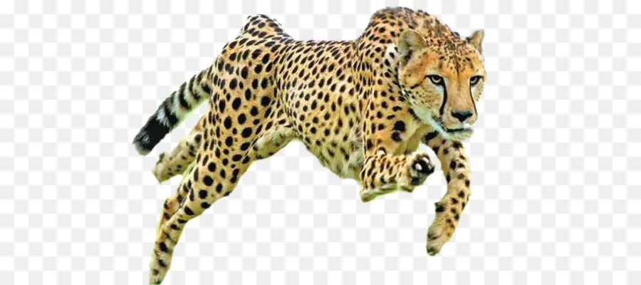 Cheetah，Felidae PNG