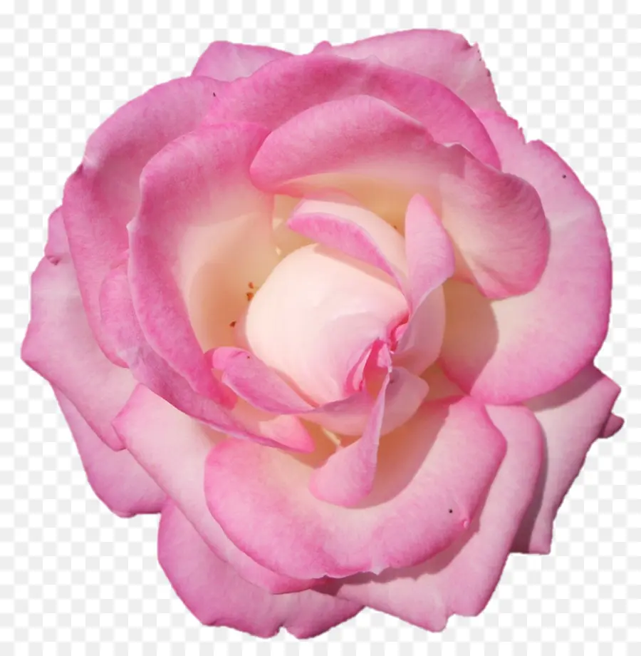 Rosa Rosa，Florescer PNG