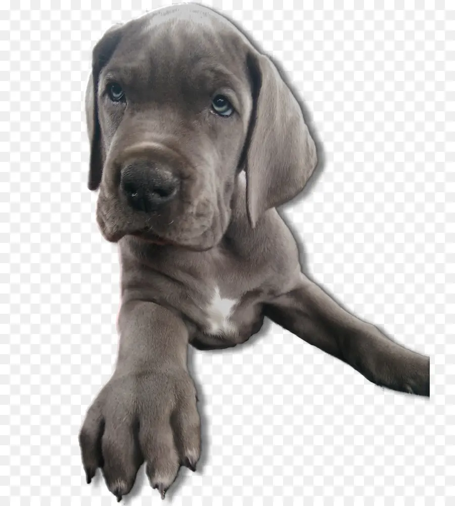 Filhote De Cachorro，Cachorro PNG