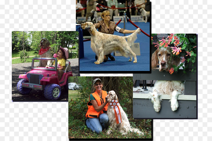 Goldendoodle，Setter Inglês PNG