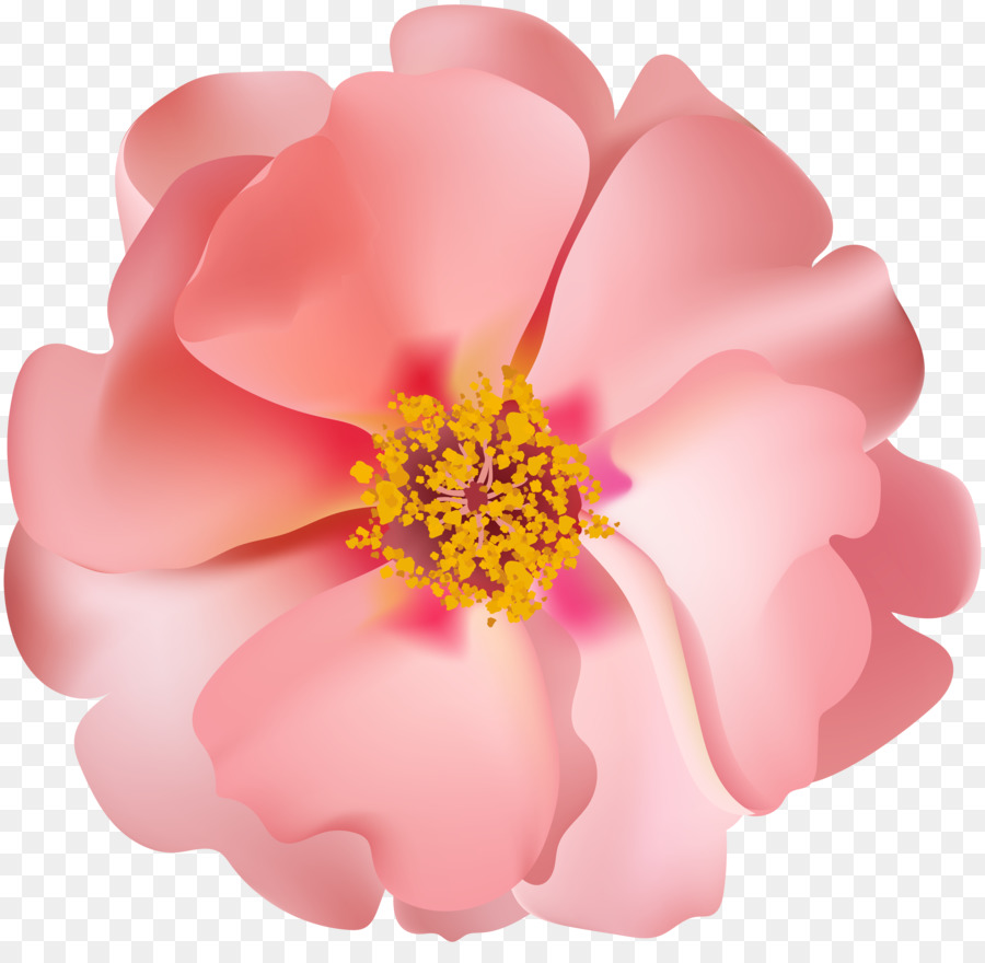 Rosa Rosa，Florescer PNG