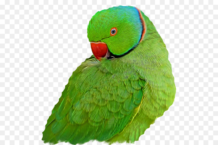 Arara，Loriini PNG