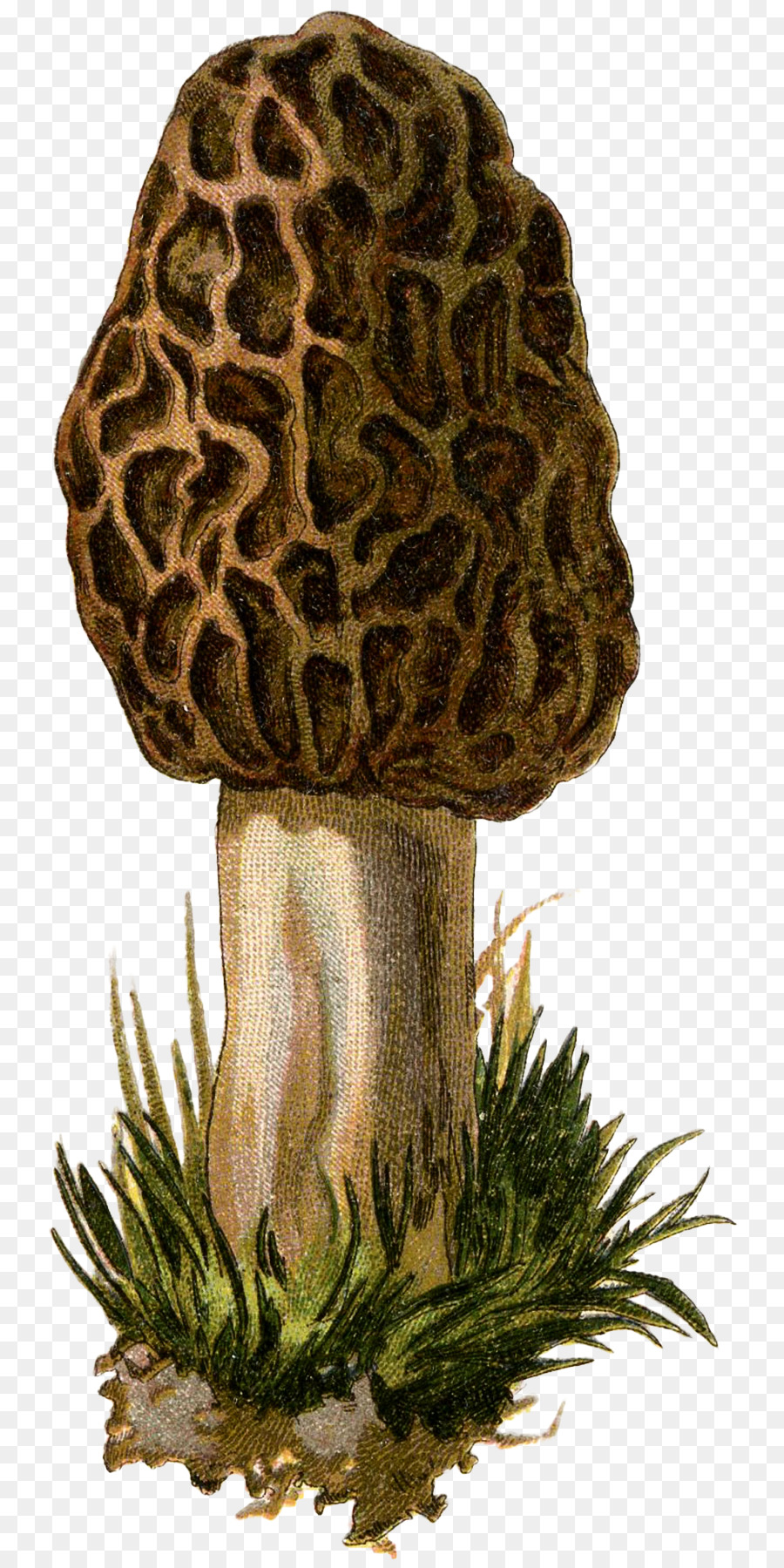 cogumelo fungo amarelo morel png transparente grátis