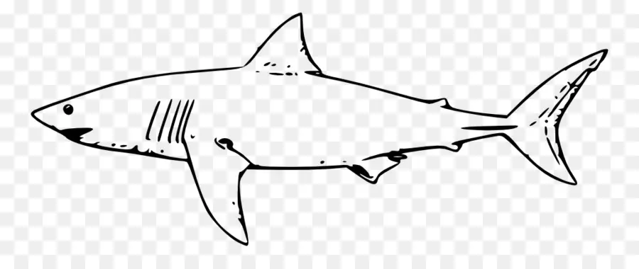 Grande Tubarão Branco，Desenho PNG