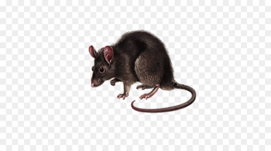 Rato Com óculos，Roedor PNG