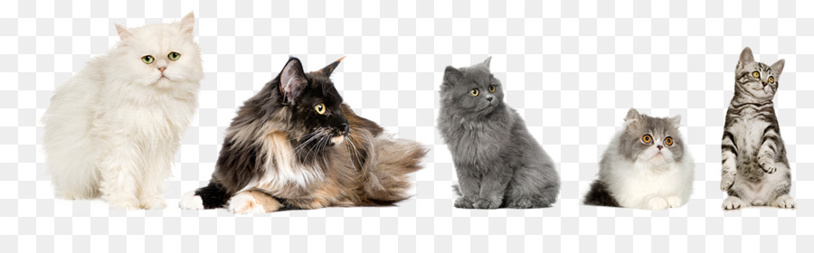 Maine Coon，Gatinho PNG