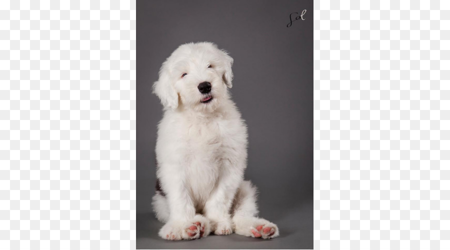 Goldendoodle，Old English Sheepdog PNG