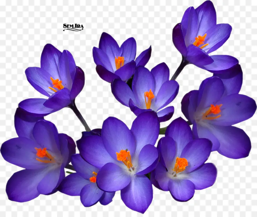 Flores Roxas，Florescer PNG