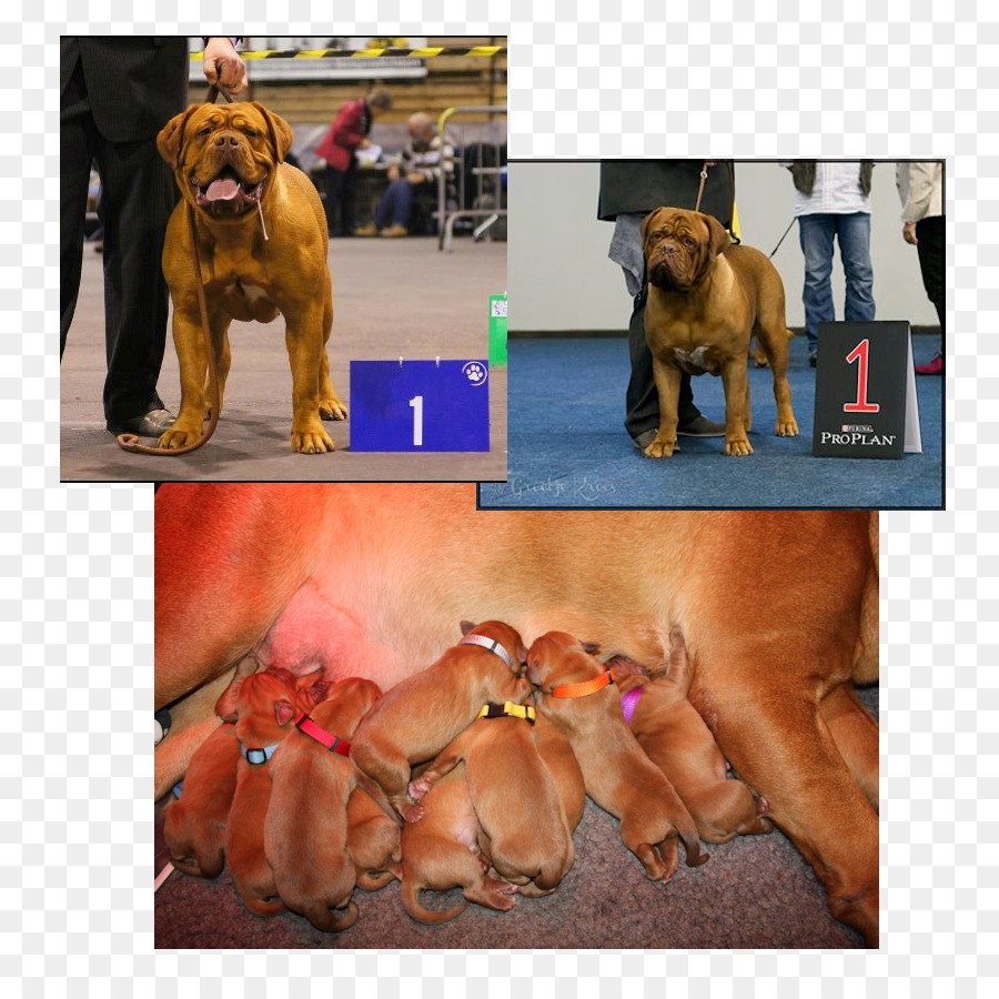 Raça Do Cão，Dogue De Bordeaux PNG