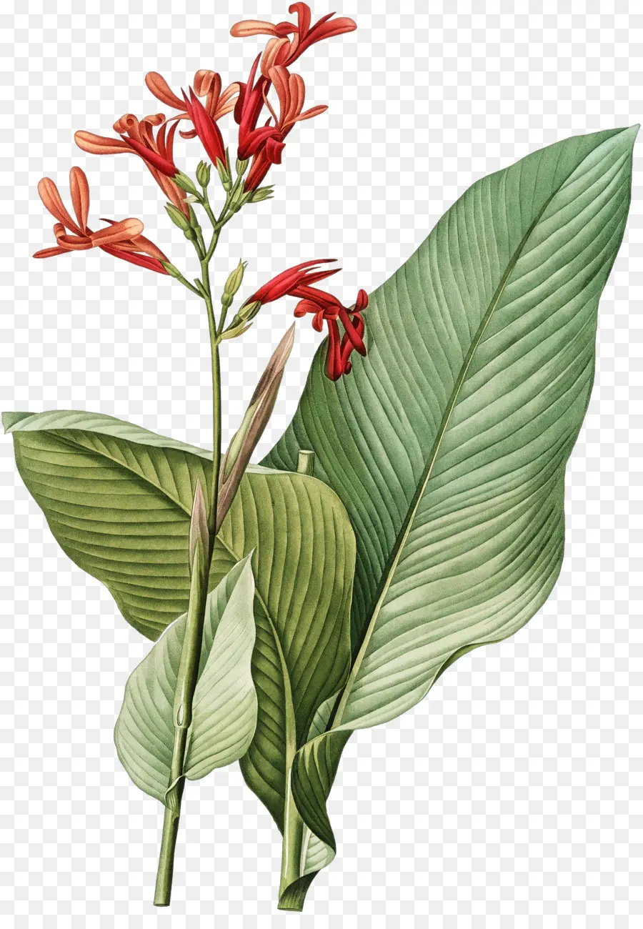 Botânica，Botânico Ilustração PNG