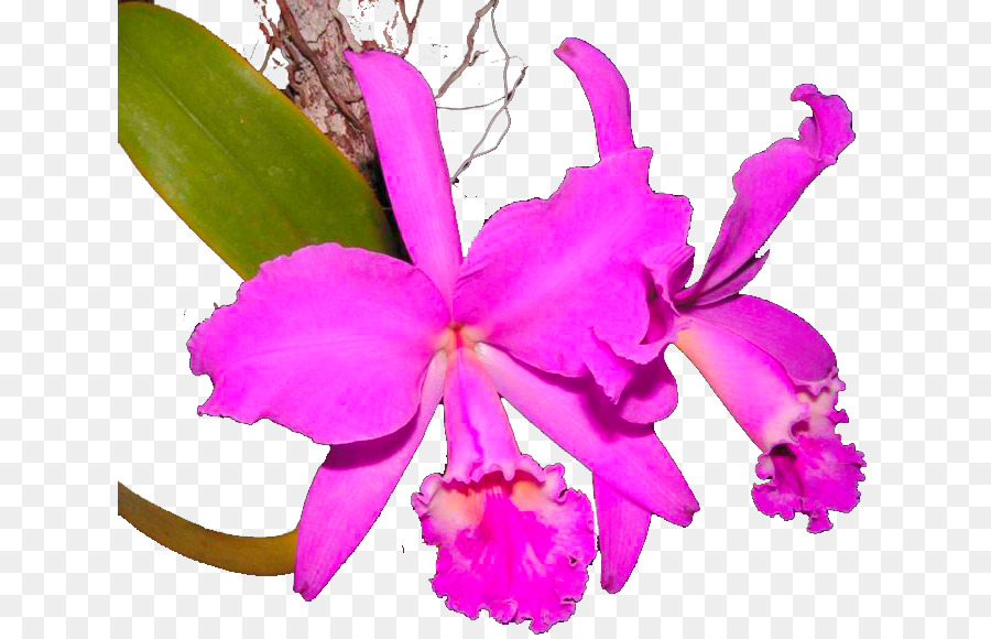 Orquídea Rosa，Florescer PNG