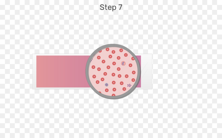 Células Brancas Do Sangue，Células Do Sangue PNG