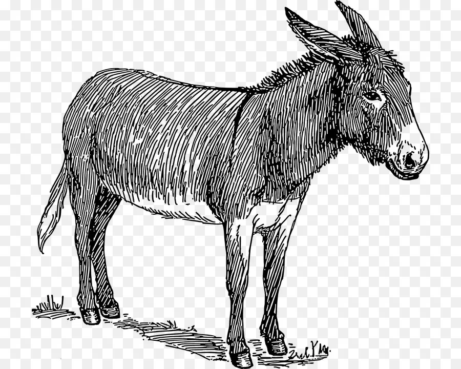 Burro，Fazenda PNG