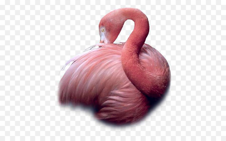 O Flamingo，Aves PNG