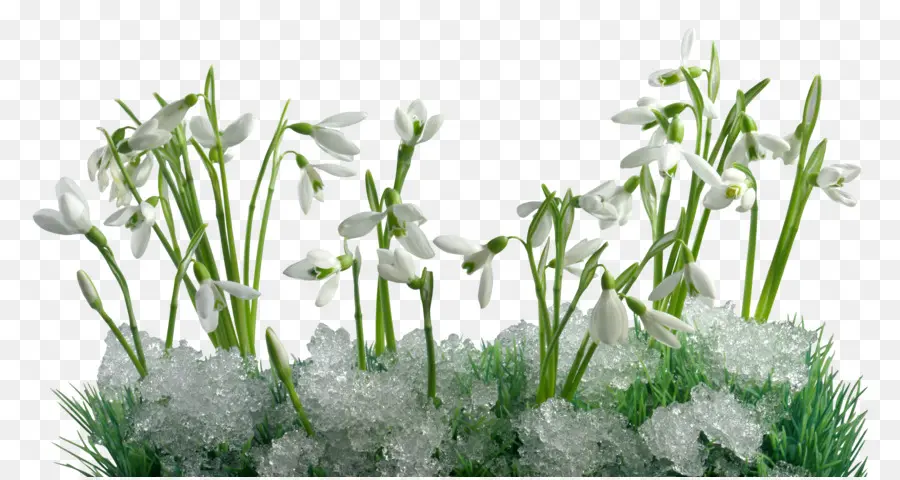 Flocos De Neve，Primavera PNG