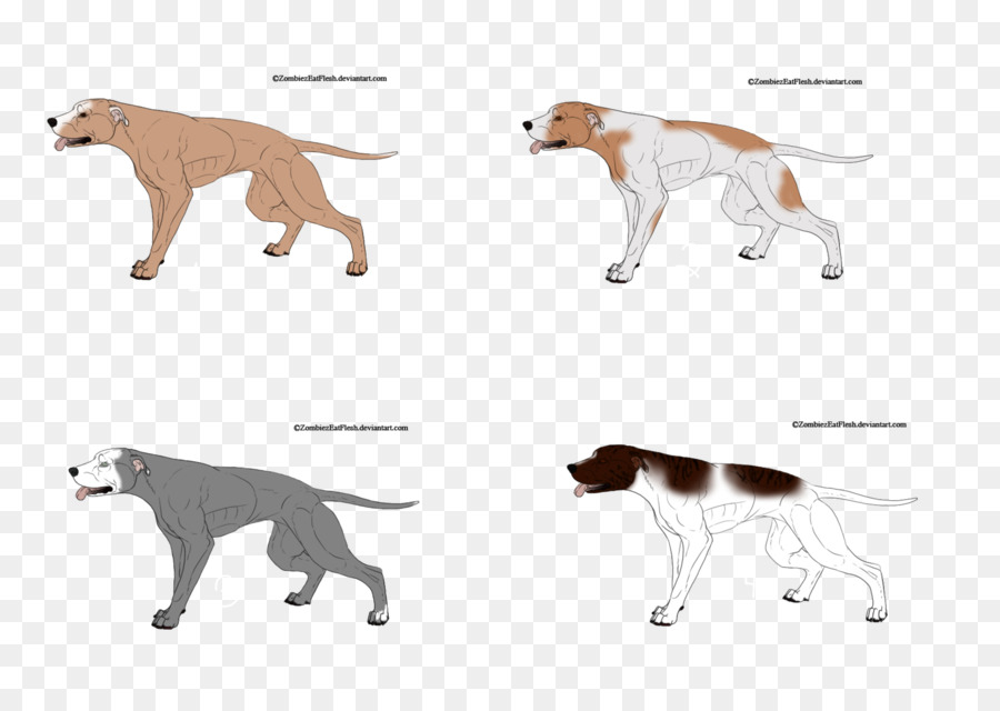 Gato，Saluki PNG