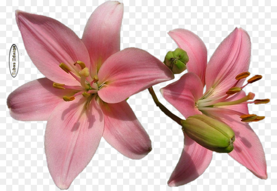 Flor Rosa，Florescer PNG