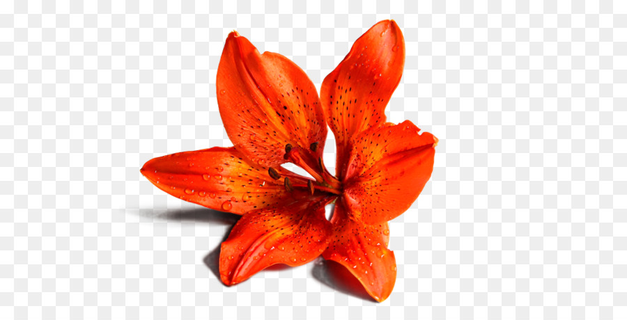 Lilium，Flor PNG