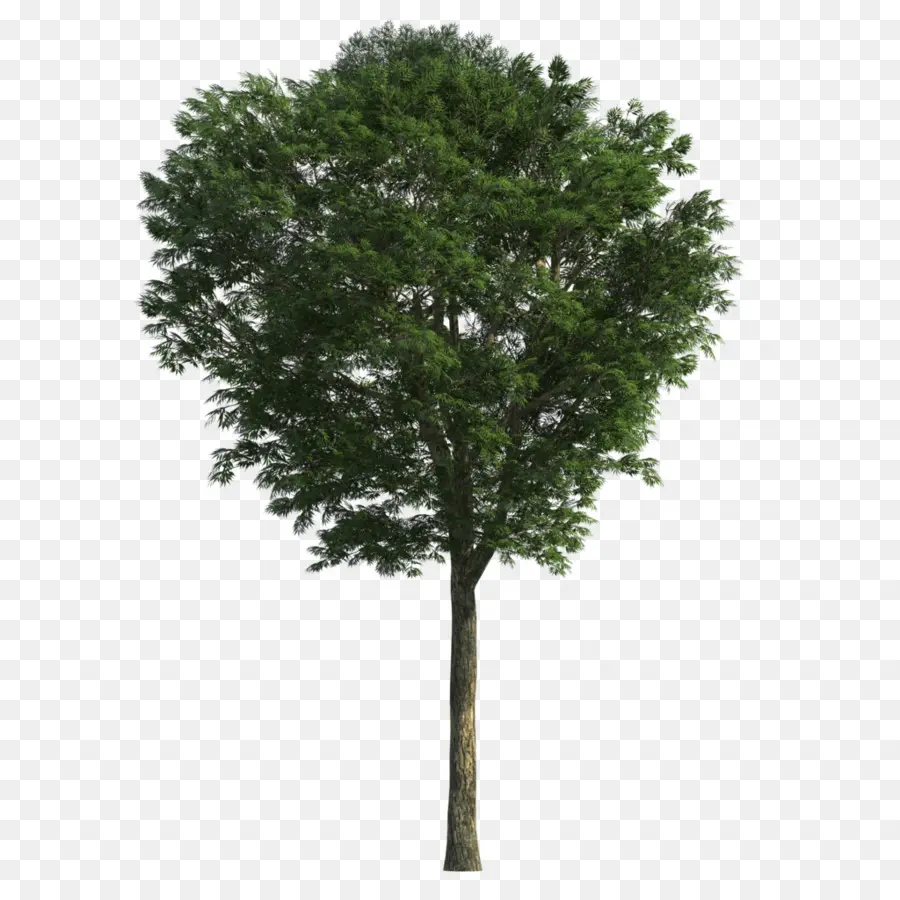 Modelagem 3d，árvore PNG