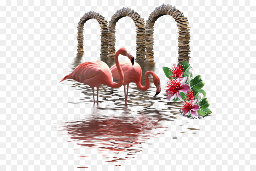 Flamingos Rosa，Água PNG