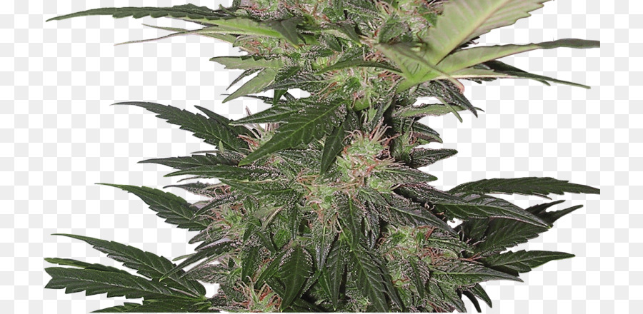 Autoflorescentes Cannabis，Skunk PNG