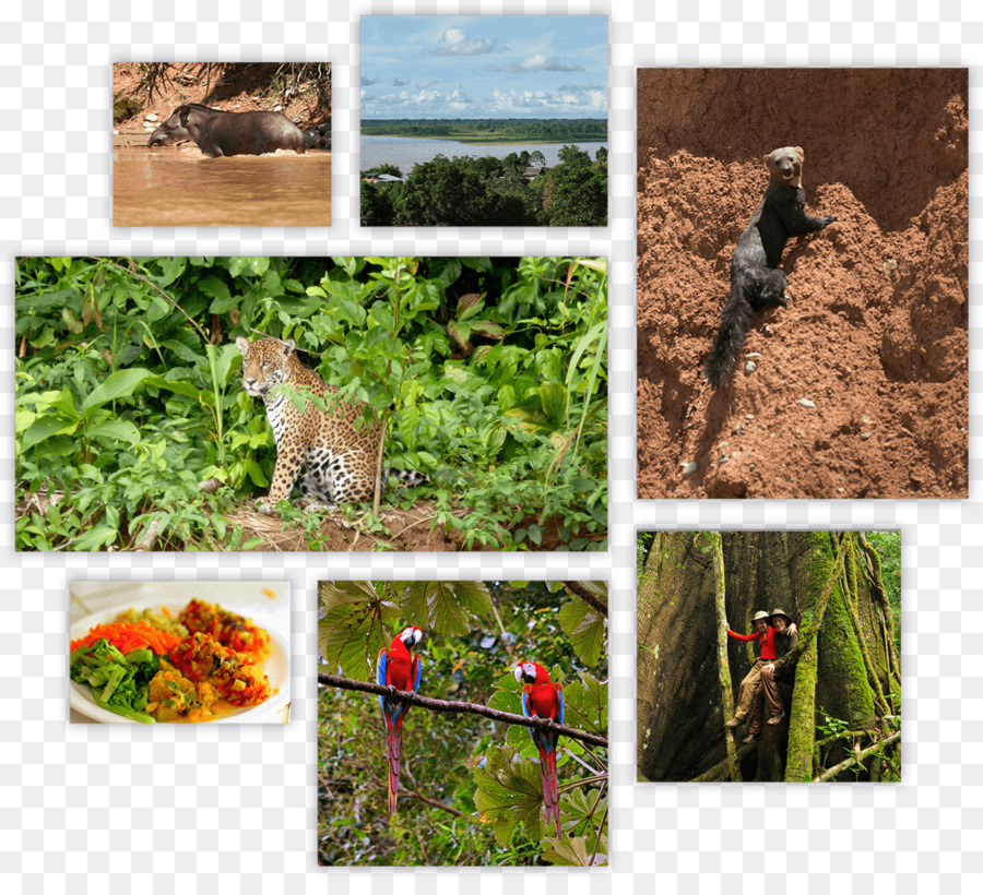 A Vida Selvagem，Ecossistema PNG