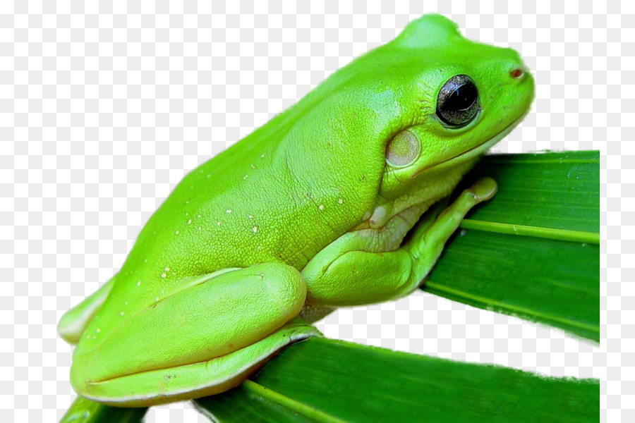 Sapo Verde Com Coroa，Sapo PNG