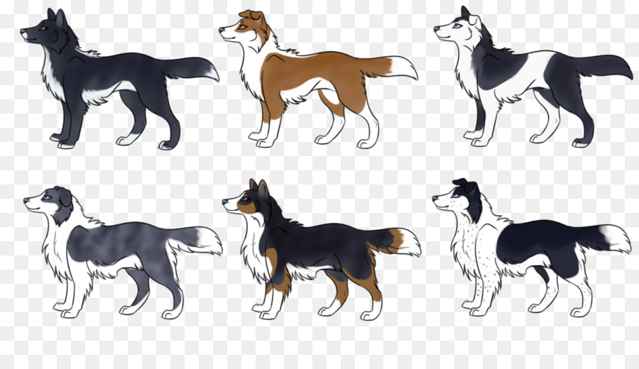 Raça Do Cão，Border Collie PNG