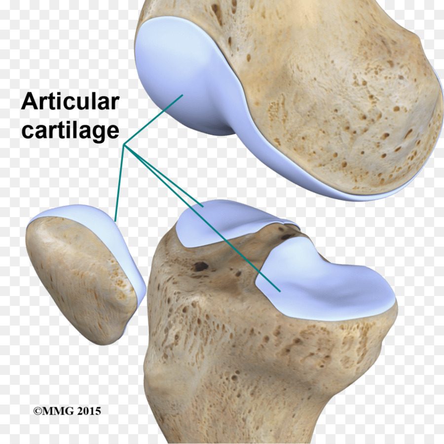 A Cartilagem Articular E Danos Cartilagem Comum Png Transparente Gr Tis