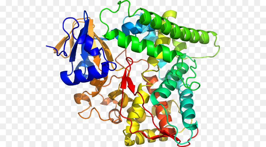 Estrutura Proteica，Biologia PNG