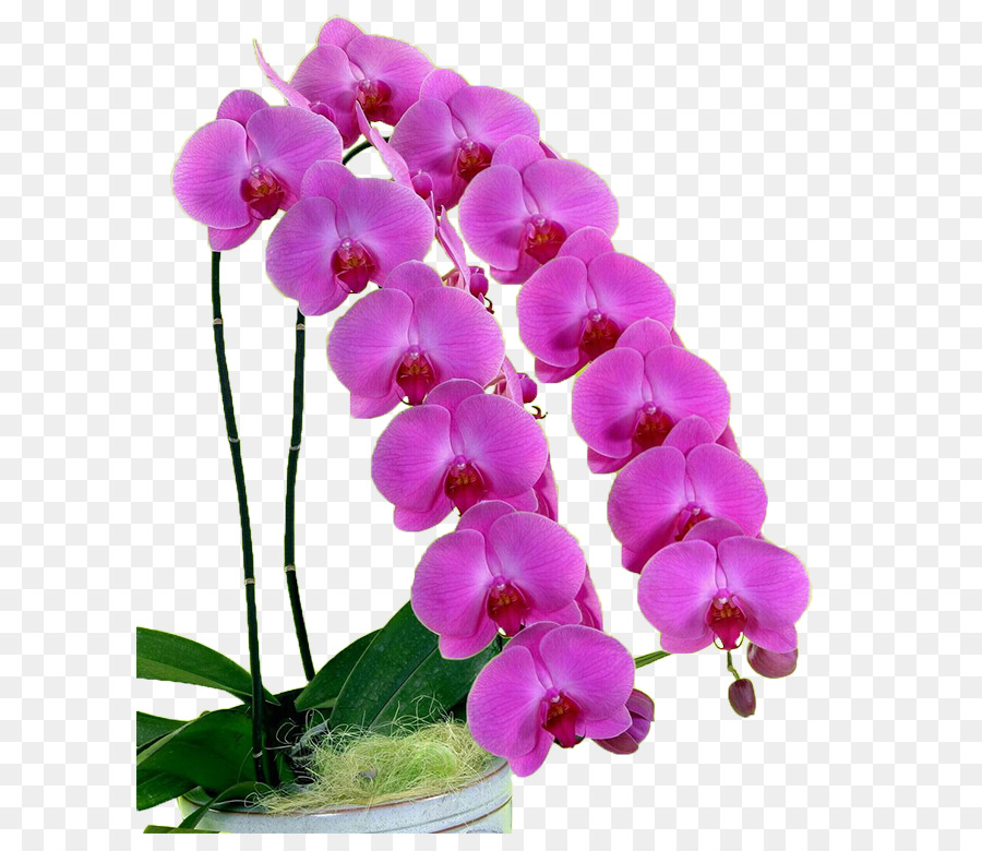 Flores De Orquídea，Orquídea PNG