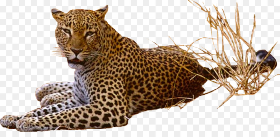 Jaguar，Resolução De Vídeo PNG