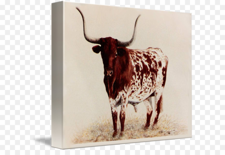 Texas Longhorn，Pintura PNG